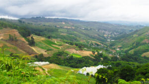 En Venezuela la pérdida neta de cobertura vegetal supera los 42.000 km2 en cuatro décadas 